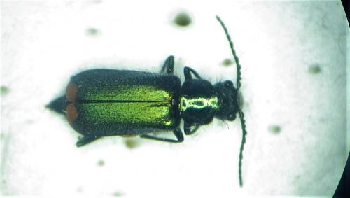 Malachius bipustulatus